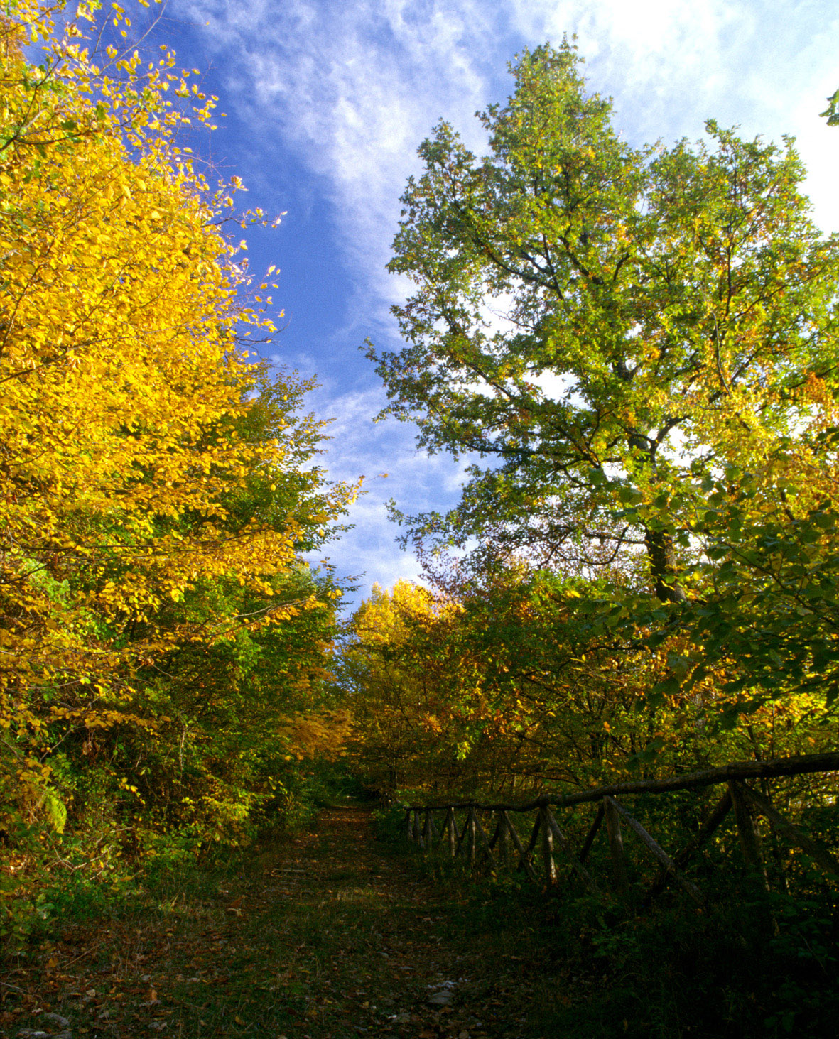 Sentiero Bosco di Smerillo