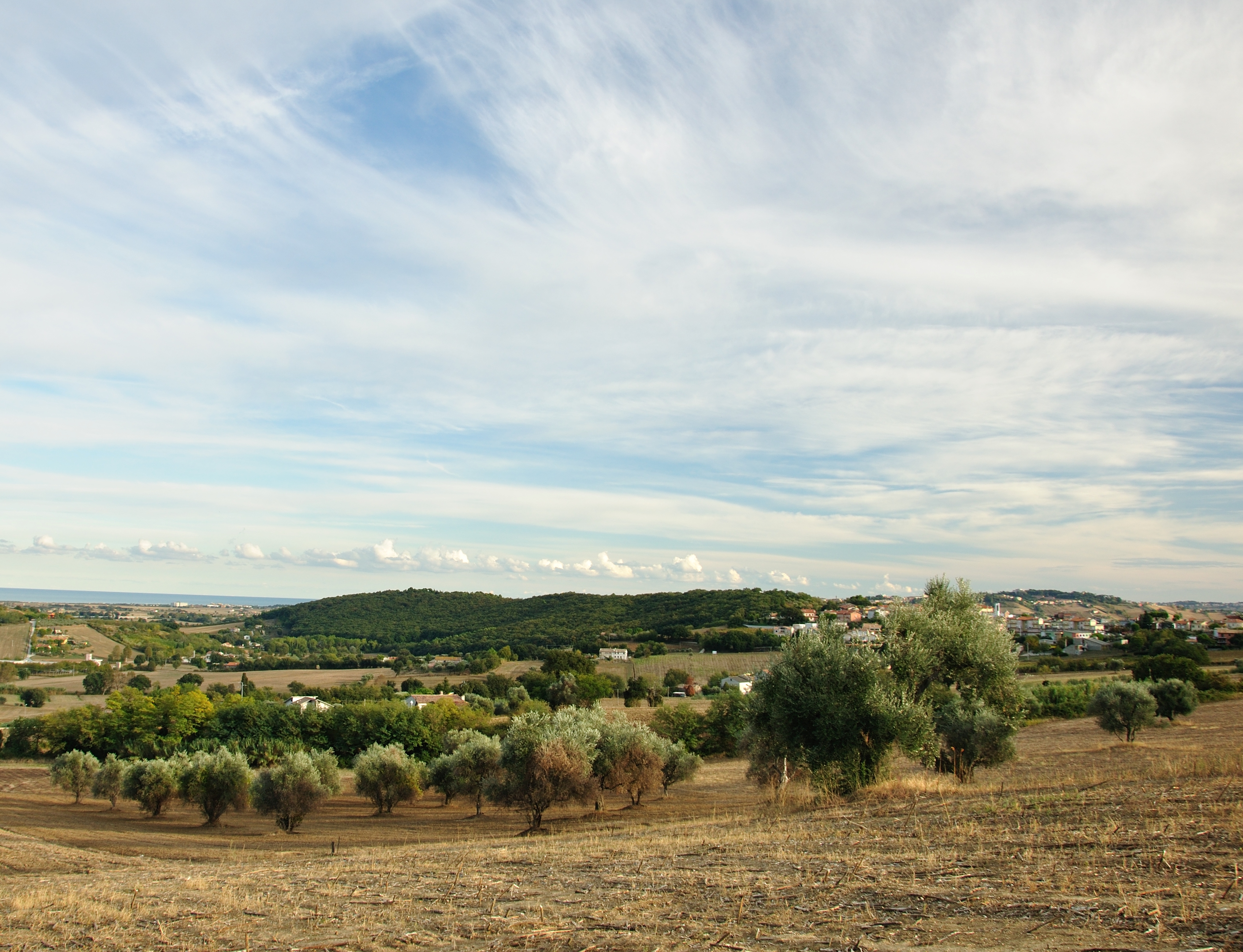 Panorama Selva di Castelfidardo