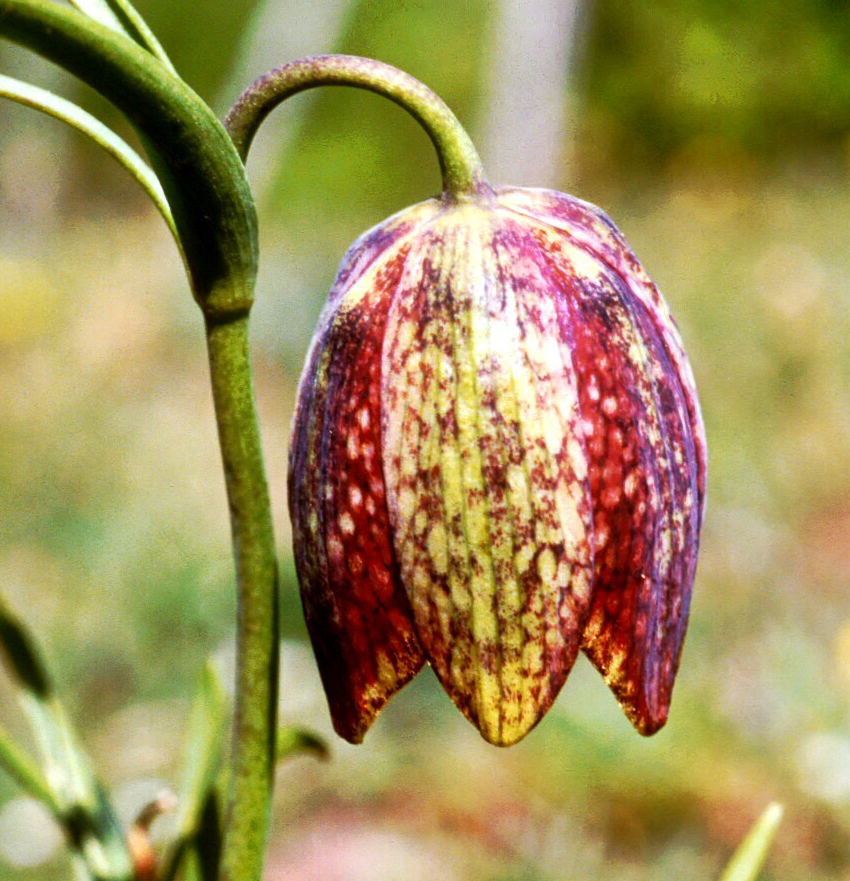 Fritillaria