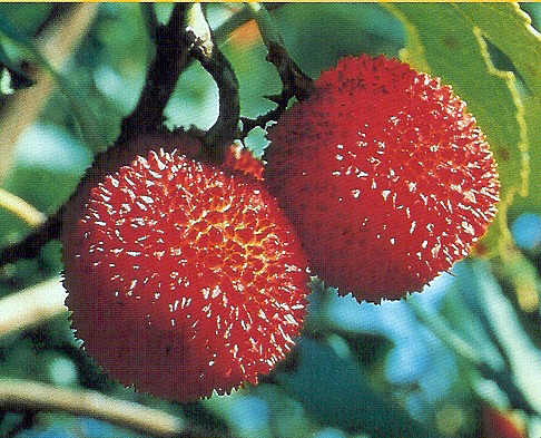 Corbezzolo