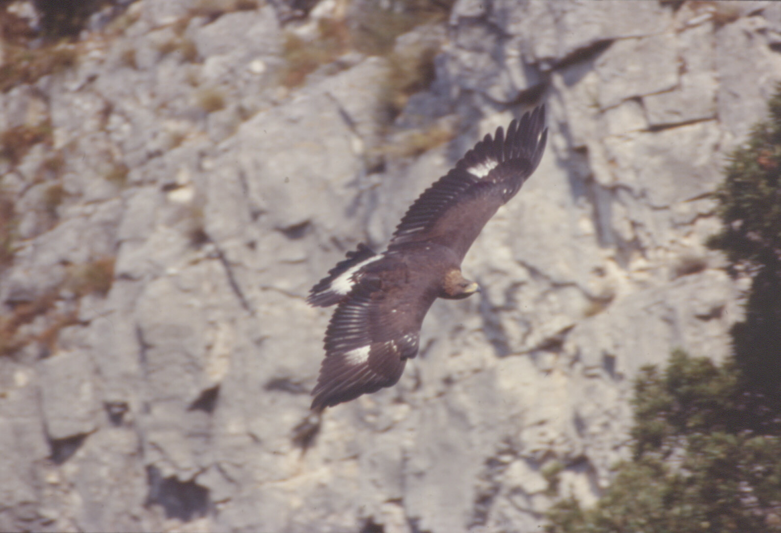 Aquila reale