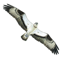 Falco pescatore