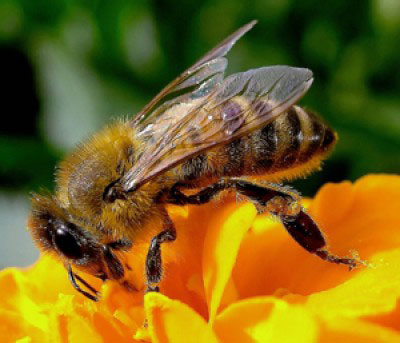Biomonitoraggio nelle Aree Protette con le api